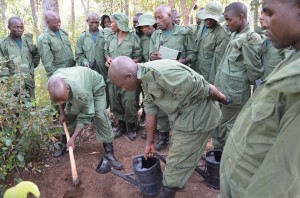 Tree Planting